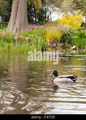 A Lovely Male Mallard in the Lake Seen from the Side in Spring in A Beautiful Garden Stock Photo