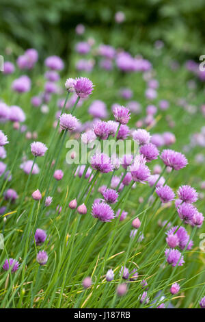 Allium schoenoprasum. Flowering chives. Stock Photo