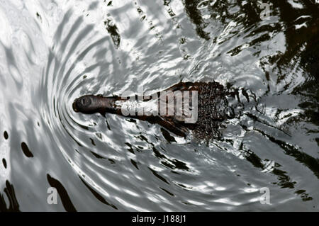 False Gharial, Malayan fresh water crocodile Stock Photo