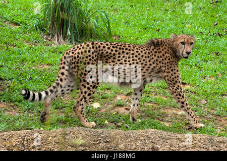 South East Asia, Singapore, Singapore zoo, Cheetah, Acinonyx jubatus Stock Photo