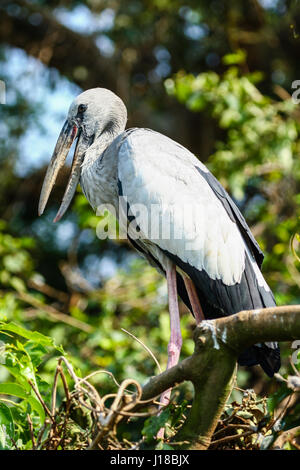 Asian Openbill Stork perching in a tree in South India Stock Photo