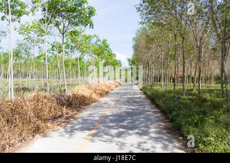 Road through young rubber tree plantations, Phuket, Thailand Stock Photo