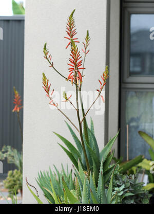 Flowering Mature Aloe Vera Plant Stock Photo