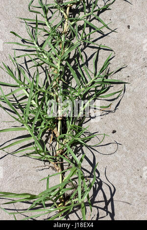 Cynodon Dactylon, Known As Bermuda Grass, Dhoob, Durva Grass, Ethana 