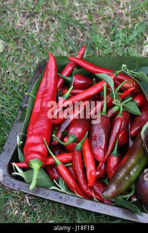 Freshly picked homegrown chilies Stock Photo