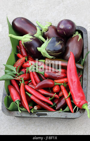 Freshly picked homegrown Black Beauty eggplants and chilis Stock Photo