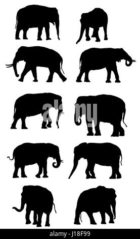 Set of vector black standing indian and african elephants on white background Stock Vector