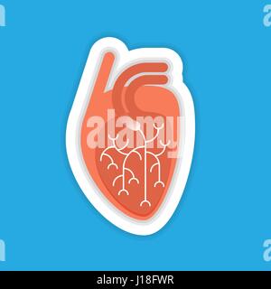 Human heart flat illustration Stock Vector