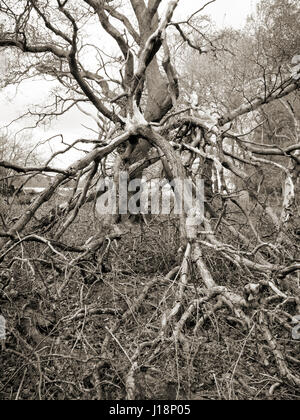 Dead tree with collapsed branches in ancient woodland Stock Photo