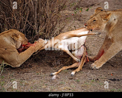 two adult lionesses (Panthera leo) compete for the bloody carcase of an impala antelope in Masai Mara Conservancies, Kenya, Africa Stock Photo