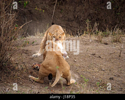 two adult lionesses (Panthera leo) compete for the bloody carcase of an impala antelope in Masai Mara Conservancies, Kenya, Africa Stock Photo