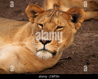 adult Lioness (Panthera leo) looking up from a doze in Masai Mara Conservancies, Kenya, Africa Stock Photo