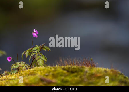 Herb robert wildflower in the Forest of Dean. Spring & Summer. Stock Photo