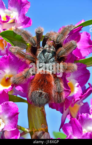 Martinique Pinktoe Tarantula (Avicularia Versicolor) Female Stock Photo