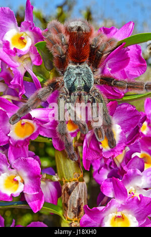 Martinique Pinktoe Tarantula (Avicularia Versicolor) Female Stock Photo