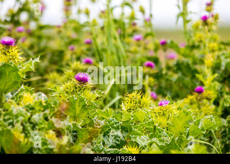 Milk thistle (Sylibum marianum) plants at the Great Valley Grasslands State Park near Stevinson California Stock Photo