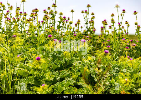 Milk thistle (Sylibum marianum) plants at the Great Valley Grasslands State Park near Stevinson California Stock Photo