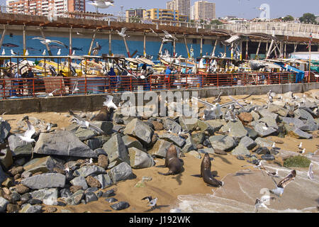 American Sea Lions (Otaria flavescens), gulls and pelicans hoping to be fed at the fish market in the port city of Valparaiso in Chile. Stock Photo