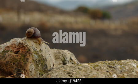 Snail on the post beside road Stock Photo