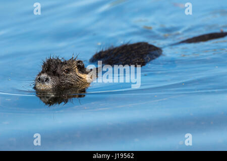 Nutria (Myocastor coypus) swimming in the water, Mörfelden-Waldorf, Hesse, Germany Stock Photo