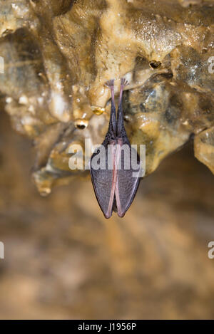 Lesser Horseshoe Bat (Rhinolophus hipposideros) in hibernation, hanging on rocks in a cave, Lurgrotte, Styria, Austria