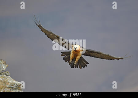 Old Bearded Vulture (Gypaetus barbatus), Giant&#39;s Castle National Park, KwaZulu-Natal, South Africa Stock Photo