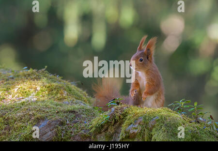 Squirrel (Sciurus vulgaris), sitting on the forest floor, Tyrol, Austria Stock Photo