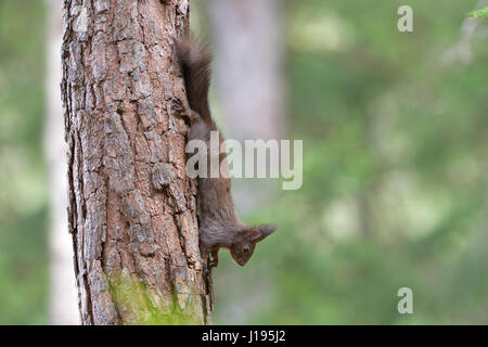 Squirrel (Sciurus vulgaris), climbing head first on tree trunk, Tyrol, Austria Stock Photo