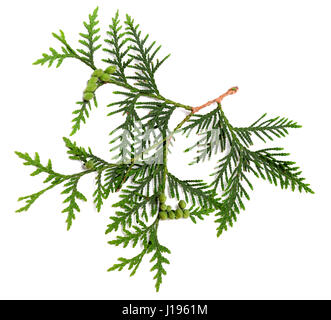 Twig of thuja with green cones isolated on white background. Top view. Stock Photo