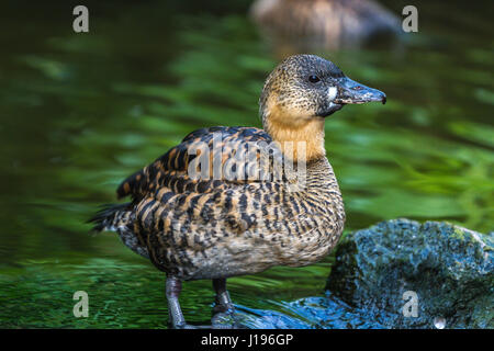 African White-Backed Duck in the Tropical House at Slimbridge Stock Photo