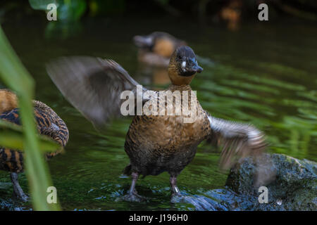 African White-Backed Duck flapping its wings in the Tropical House at Slimbridge Stock Photo