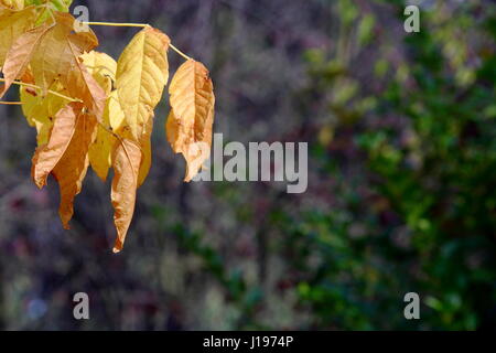 Autumn Leaves of an English Plane Tree Autumn Leaves of an English Plane Tree