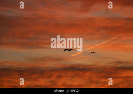 Birds on the wing at sunrise Stock Photo