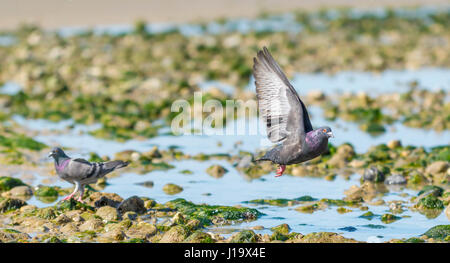 Feral Pigeon (Columba livia domestica) taking off from a beach and flying away. AKA City Pigeon, Domestic Pigeon, City Dove, Common Pigeon. Stock Photo