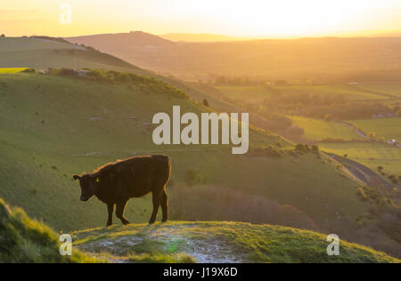 Side view of a single cow standing alone on a hill in the British countryside in evening light, as the sun goes down. Stock Photo