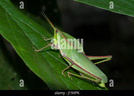 A large green Katydid mimicking a leaf in the north of Brazil's Amazon forest Stock Photo