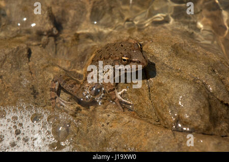 Levant water frog (Pelophylax bedriagae), formerly Rana b., holding onto a rock in a lake Stock Photo