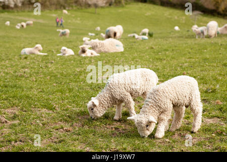 Two lambs grazing on fresh green grass with flock and countryside walkers in background. Devon and Cornwall Longwool Sheep. Spring concept Stock Photo