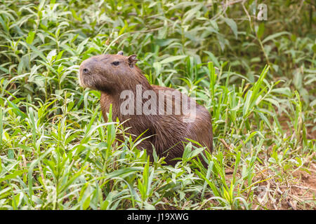 An adult capybara (Hydrochoerus hydrochaeris) sitting on a river bank in the Pantanal region of Brazil Stock Photo