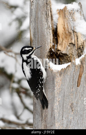 Hairy woodpecker / Haarspecht ( Picoides villosus ), female in winter, sitting on a snow covered tree stump, Yellowstone NP, USA. Stock Photo