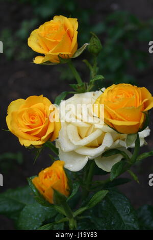 Many yellow roses and water drops. The roses are beginning to bloom in ...
