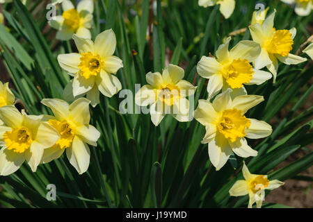 group of narcissus pseudonarcissus commonly known as wild daffodil or Lent lily Stock Photo