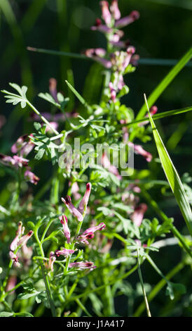 Common fumitory (Fumaria officinalis) Stock Photo