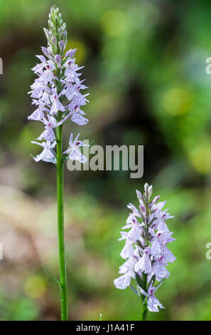 Heath spotted orchid (Dactylorhiza maculata) Stock Photo