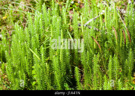 Interrupted club-moss (Lycopodium annotinum) Stock Photo