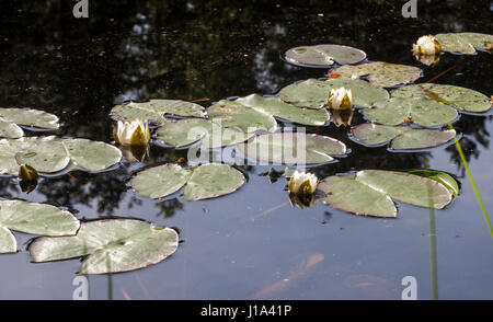 Water lilies (Nymphaea alba sap. candida) Stock Photo