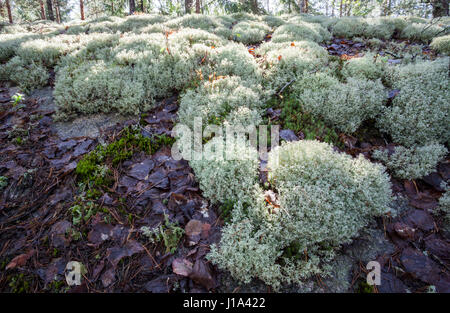 Reindeer lichen (Cladonia rangiferina) growth Stock Photo