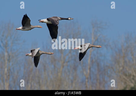 Greylag Geese-Anser anser and Canada Geese-Branta canadensis in flight. Uk Stock Photo