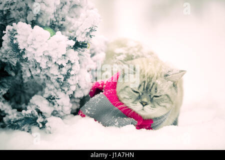 Portrait of a cat, wearing scarf, outdoor in snowy winter near fir tree Stock Photo