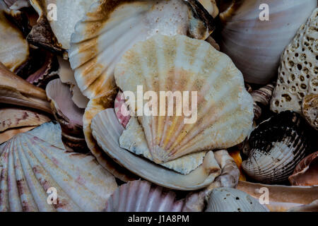 groups of shell on the beach Stock Photo